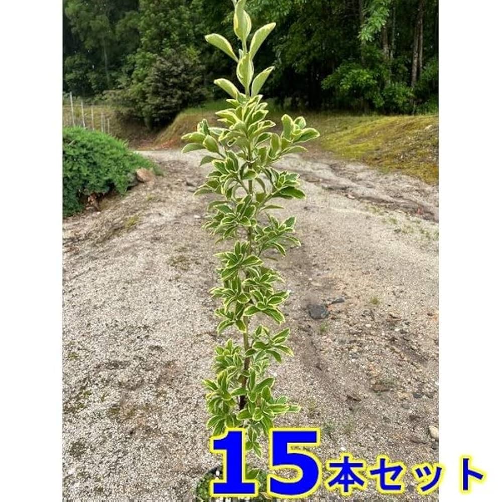 黄金マサキ5本　フイリマサキ5本 Amazon.co.jp: 【20本 セット】 フイリマサキ (斑入りマサキ